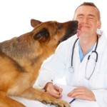 Vet examining dog